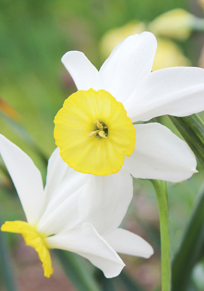 Dawn daffodil heirloom bulbs