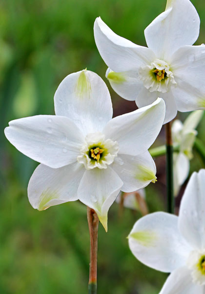 Polar Ice daffodil heirloom bulbs