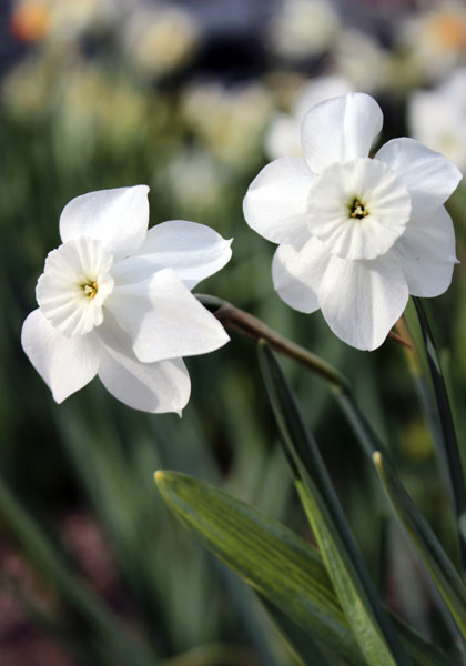 Xit daffodil heirloom bulbs