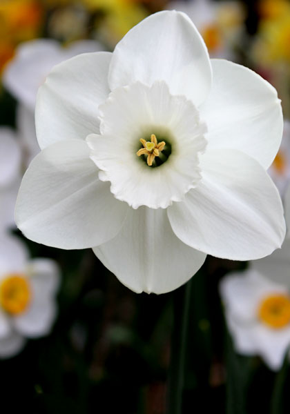 Stainless daffodil heirloom bulbs