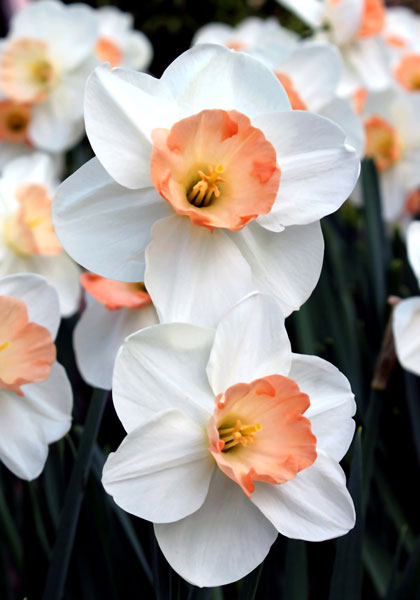 Romance daffodil heirloom bulbs