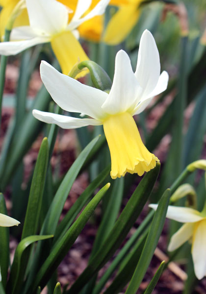 Jenny daffodil heirloom bulbs