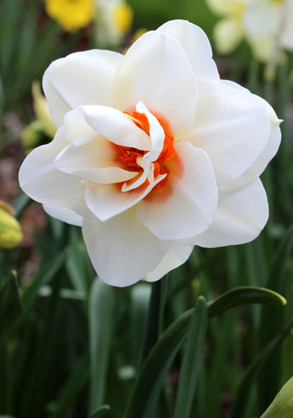 Anne Frank daffodil heirloom bulbs