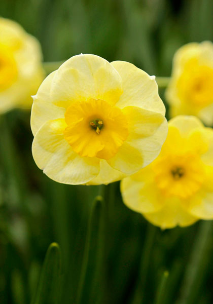 Sun Disc daffodil heirloom bulbs