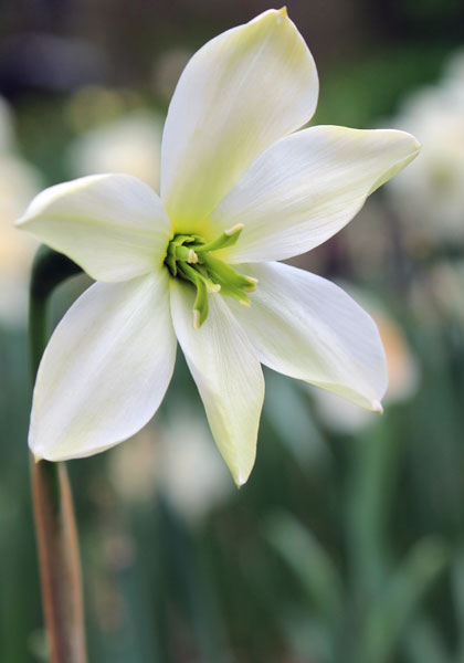 Keats daffodil heirloom bulbs