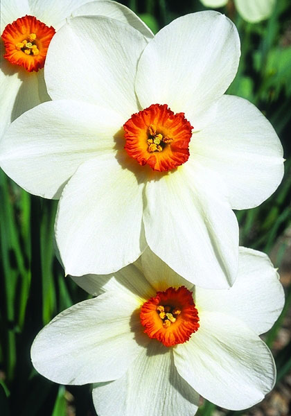 Firetail daffodil heirloom bulbs