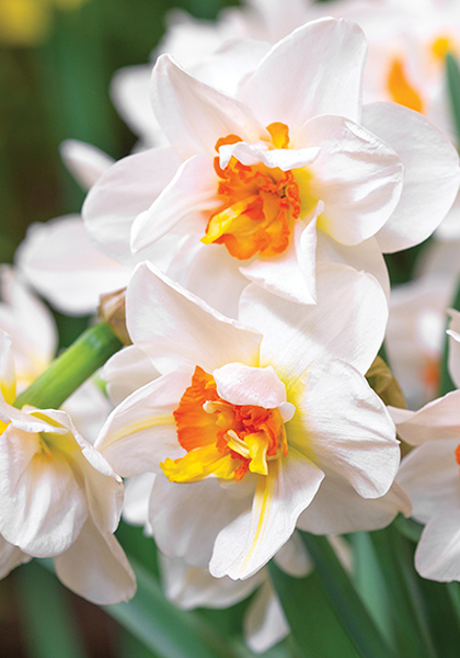 Flower Drift daffodil heirloom bulbs