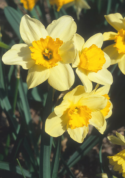 Marionette daffodil heirloom bulbs