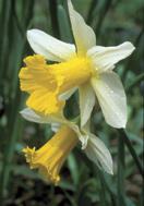 Empress daffodil heirloom bulbs