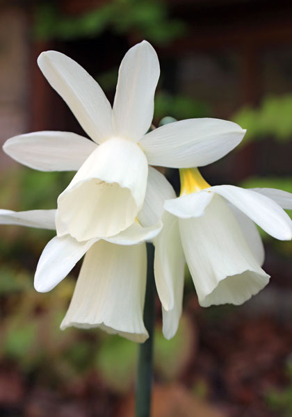 Horn of Plenty daffodil heirloom bulbs