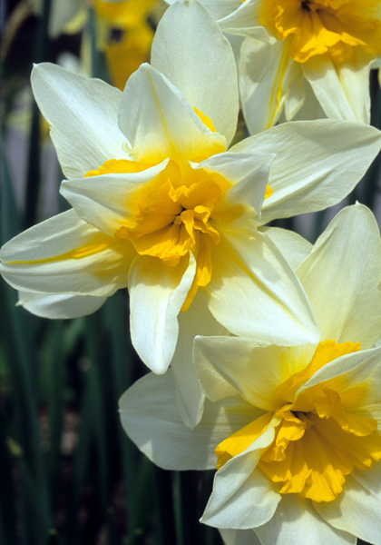 Argent daffodil heirloom bulbs