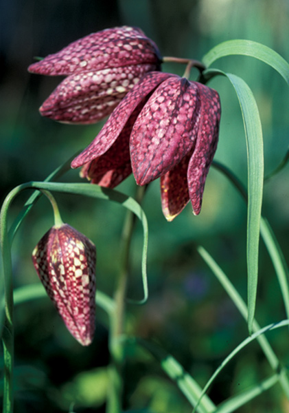 snake’s-head fritillary heirloom bulbs