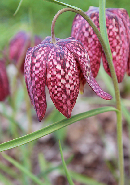 snake’s-head fritillary heirloom bulbs