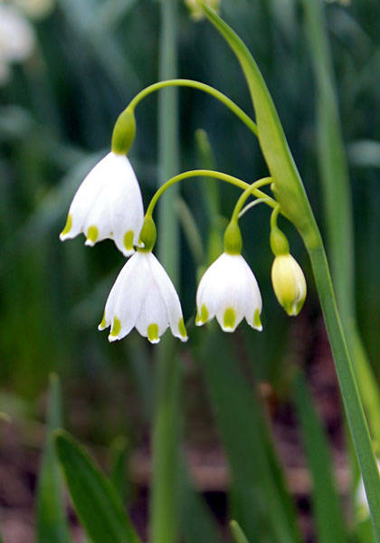 Gravetye Giant snowflake heirloom bulbs