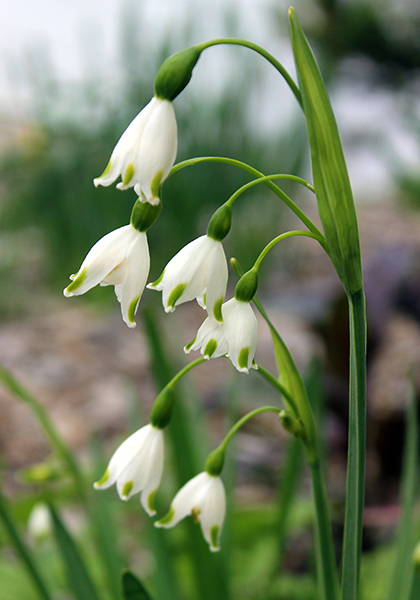 Gravetye Giant snowflake heirloom bulbs