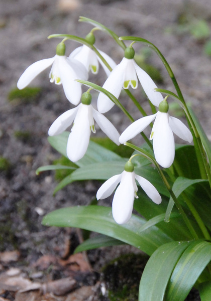 Woronow’s snowdrop heirloom bulbs