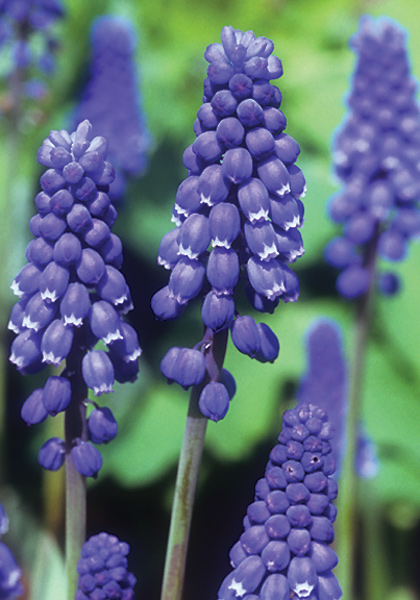 original grape hyacinth heirloom bulbs