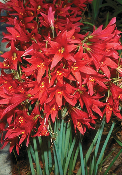 oxblood lily heirloom bulbs