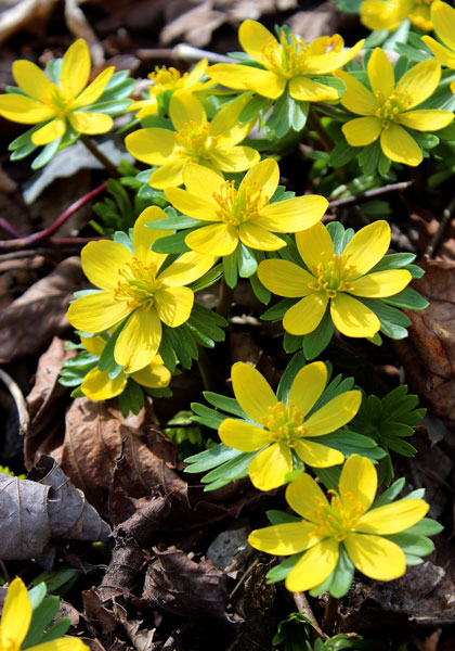 winter aconite heirloom bulbs