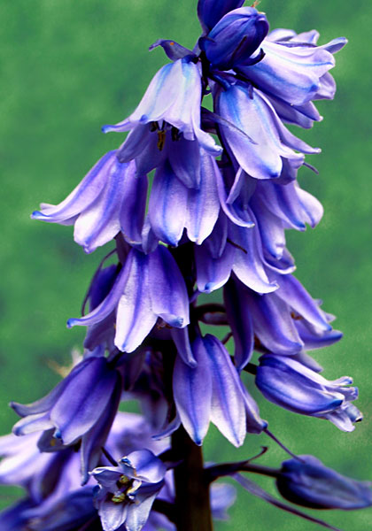 blue Spanish bluebell heirloom bulbs