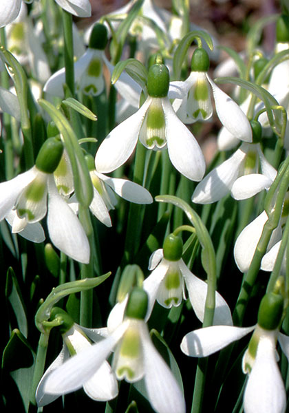 Elwes or giant snowdrop heirloom bulbs