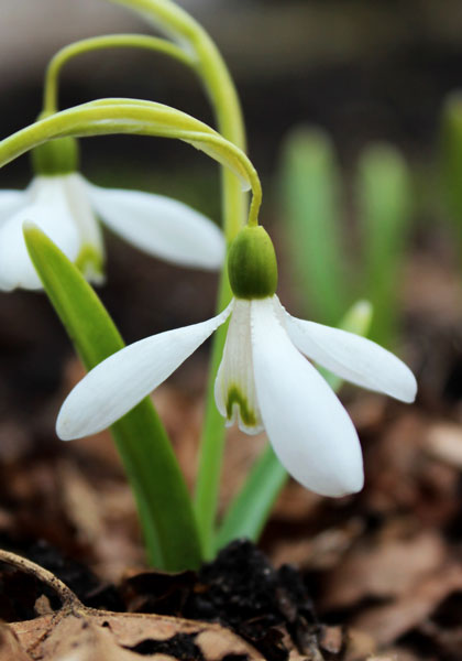 Magnet snowdrop heirloom bulbs