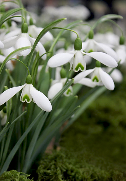 Magnet snowdrop heirloom bulbs