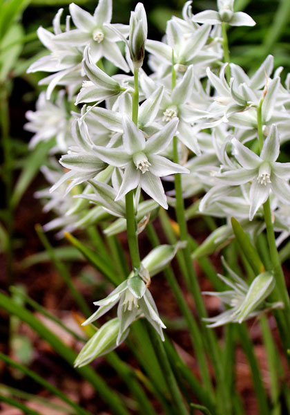 silver bells heirloom bulbs