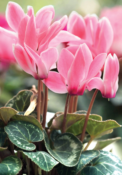 sowbread cyclamen heirloom bulbs