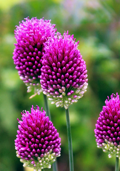 purple-headed garlick heirloom bulbs