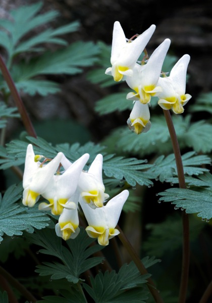 Dutchman’s breeches heirloom bulbs