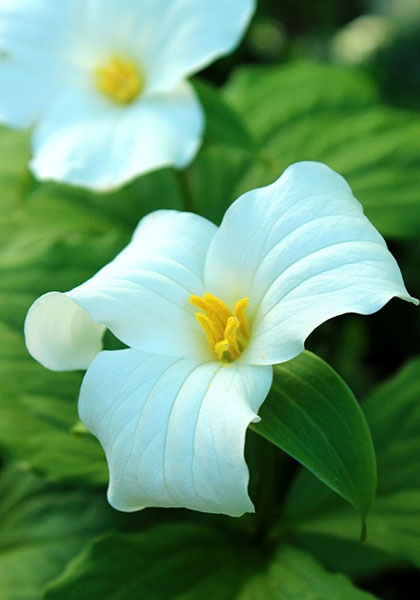 trillium heirloom bulbs