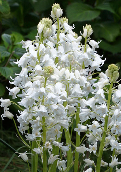 white Spanish bluebell heirloom bulbs