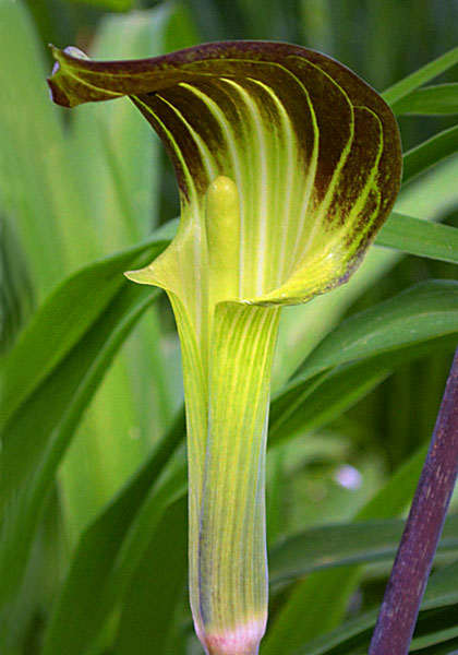 jack-in-the-pulpit heirloom bulbs