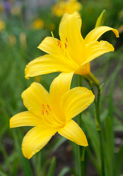 lemon lily daylily heirloom bulbs