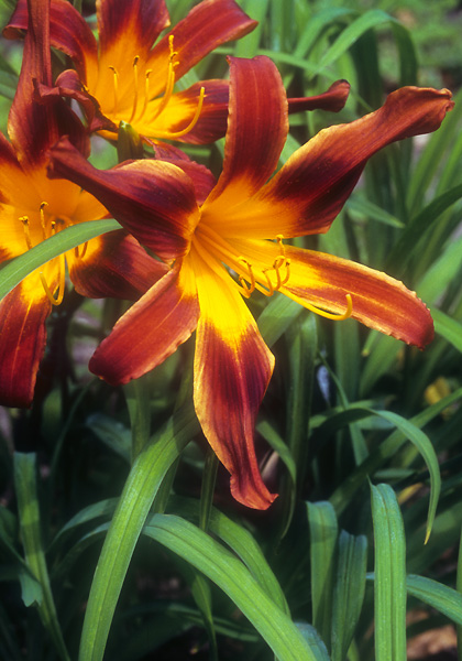 Annette daylily heirloom bulbs