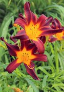 Annette daylily heirloom bulbs