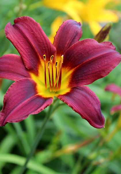 Black Falcon daylily heirloom bulbs