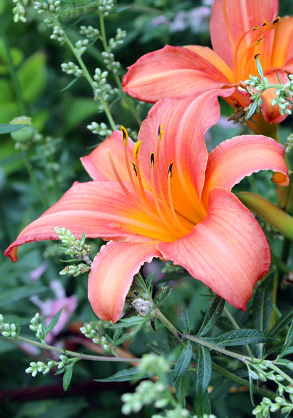 Evelyn Claar daylily heirloom bulbs