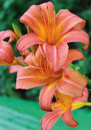 Evelyn Claar daylily heirloom bulbs