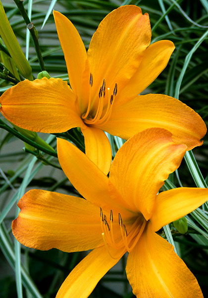 August Pioneer daylily heirloom bulbs