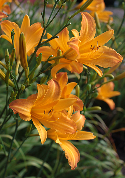 August Pioneer daylily heirloom bulbs