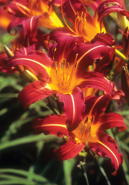 Autumn Red daylily heirloom bulbs