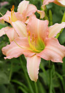 Luxury Lace daylily heirloom bulbs