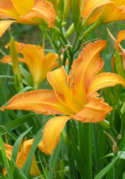 Painted Lady daylily heirloom bulbs