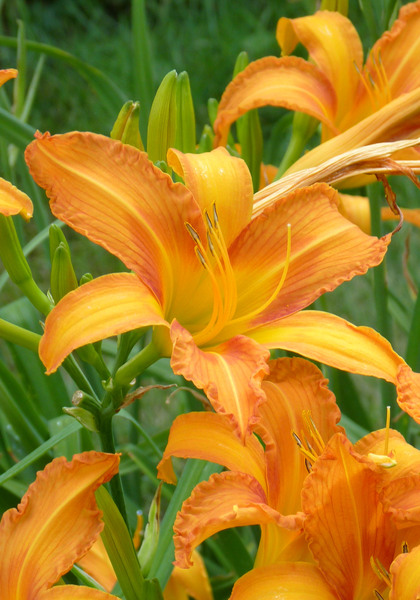 Painted Lady daylily heirloom bulbs