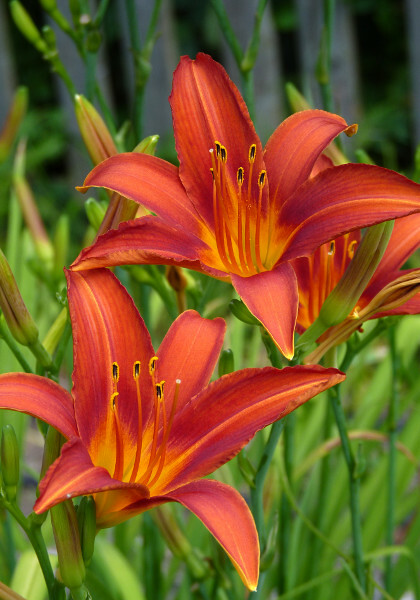 Rosalind daylily heirloom bulbs