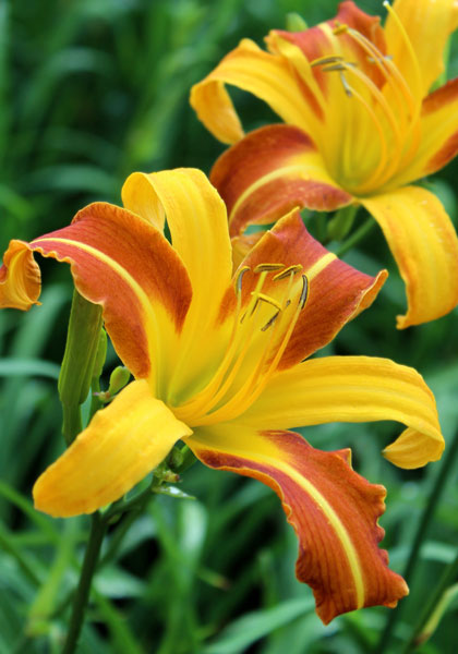 Caballero daylily heirloom bulbs