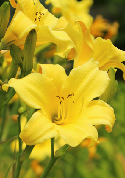 Circe daylily heirloom bulbs