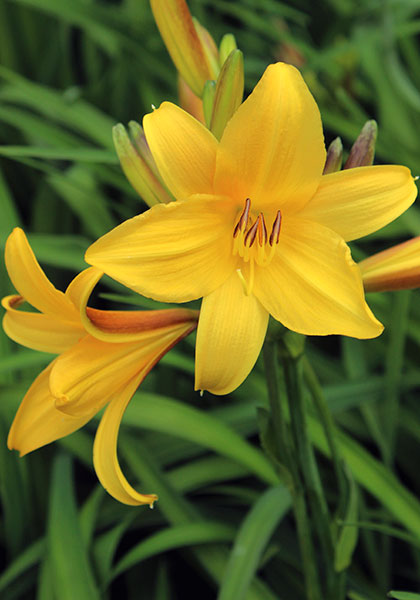 Gold Dust daylily heirloom bulbs